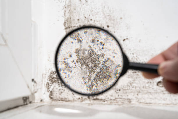 Best Air Quality Testing for Mold Spores  in White City, FL